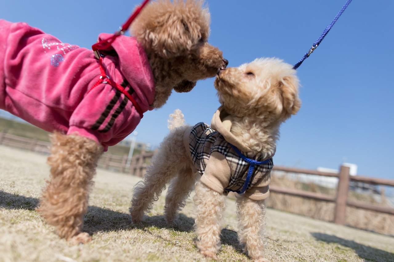 The Traits of the Poodle - More Than Just a Fancy Haircut